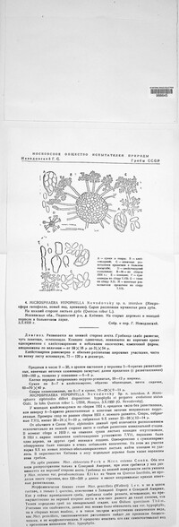 Erysiphe hypophylla image